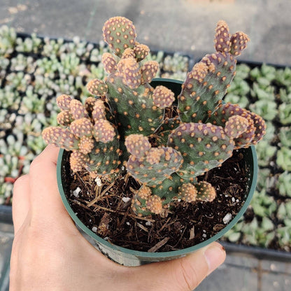2"pot 4"pot  Cactus Opuntia Rufida f. Monstrosa
