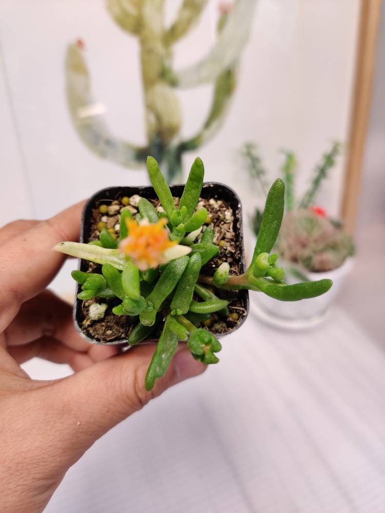 2"pot  Random color Delosperma Cooperi