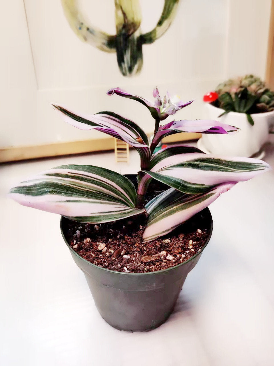 4" pot live plants Tradescantia Nanouk
