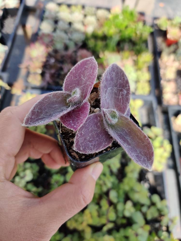2"pot 4"pot Succulent Plants Tradescantia Pale Puma Wandering Jew