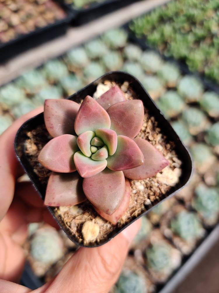 2”pot 4"pot Succulent Plants   California Sunset