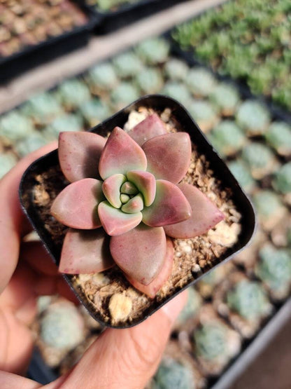 2”pot 4"pot Succulent Plants   California Sunset