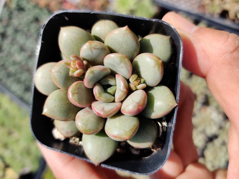 2”pot Succulent Plants Graptoveria Amethorum