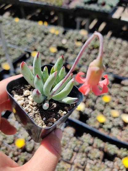 [Series] Cotyledon Succulents – 2" Pots (6 Varieties)