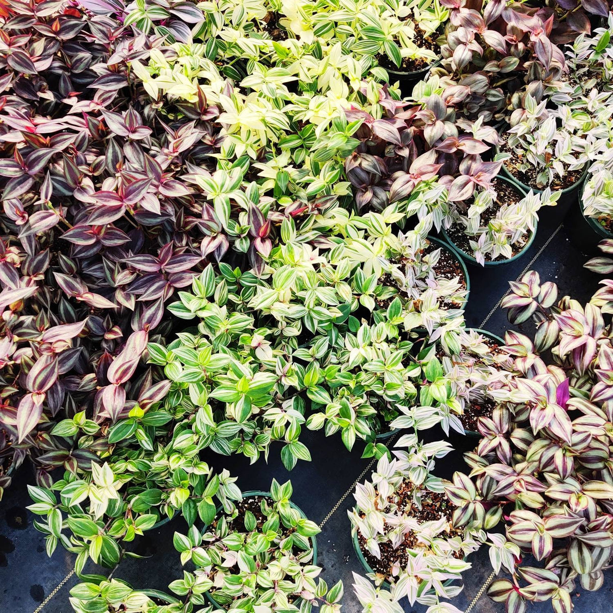 Cuttings/Rooted 2" pot Wandering Jew Tradescantia/Callisia