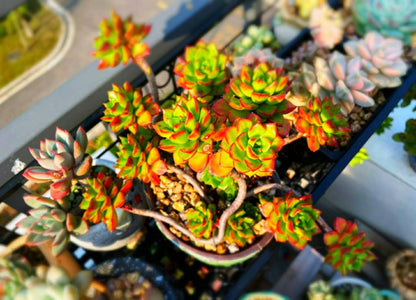 2” pot 4”pot succulent Plant Sedeveria Letizia