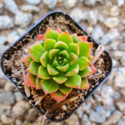 2” pot 4”pot succulent Plant Sedeveria Letizia