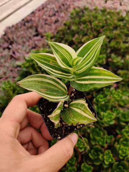 [Series] Tradescantia Succulents – 2" Pots (5 Varieties)