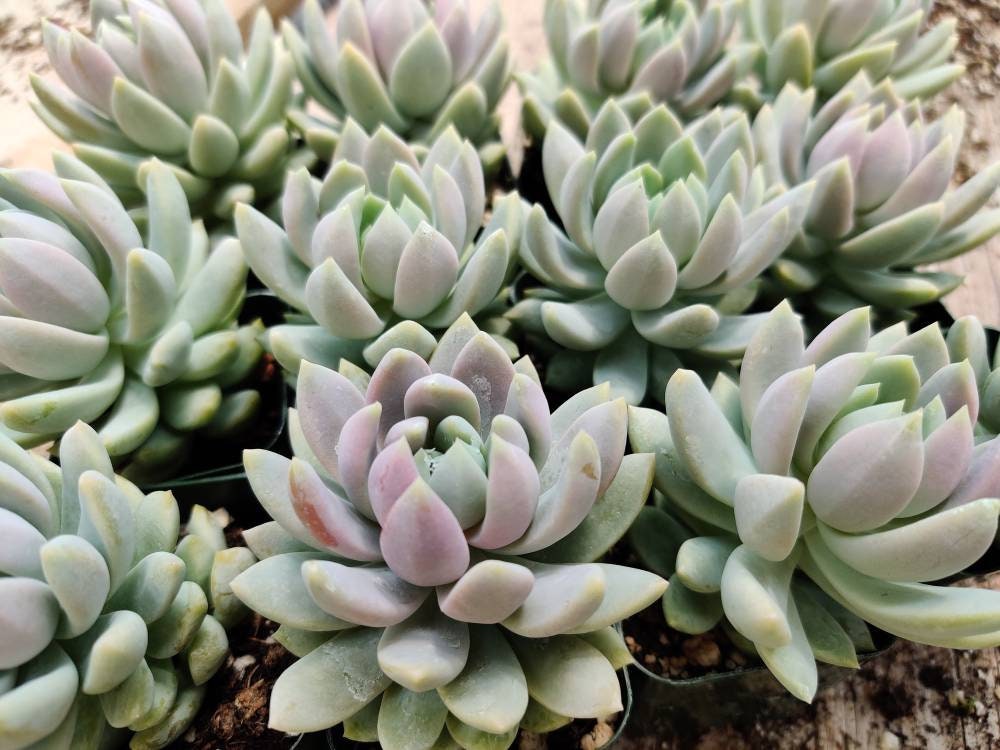 [Series] Sedeveria Succulents – 2" Pots (2 Varieties)