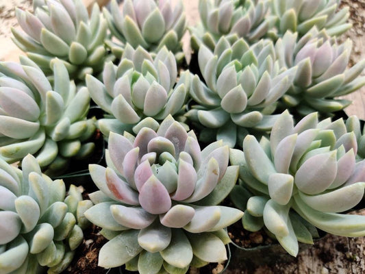 [Series] Sedeveria Succulents – 2" Pots (2 Varieties)