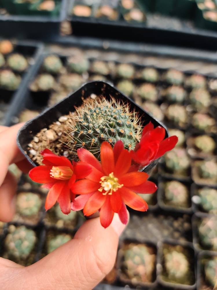 [Series] Rebutia Succulents – 2" Pots (6 Varieties)