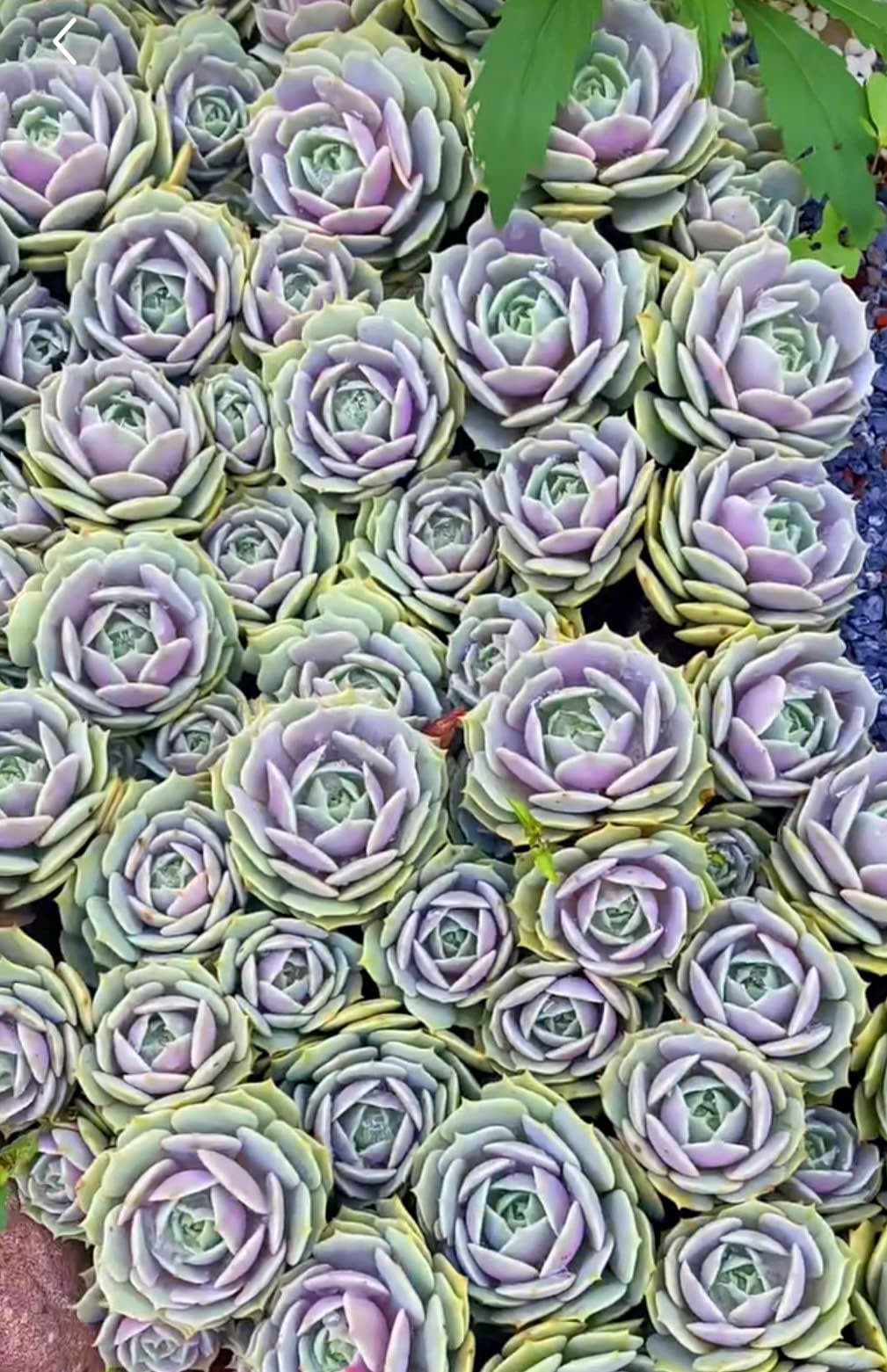 2" pot Succulent Plants Echeveria-Lola