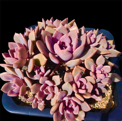 2”pot 4"pot Succulent Plants Graptoveria Debbie