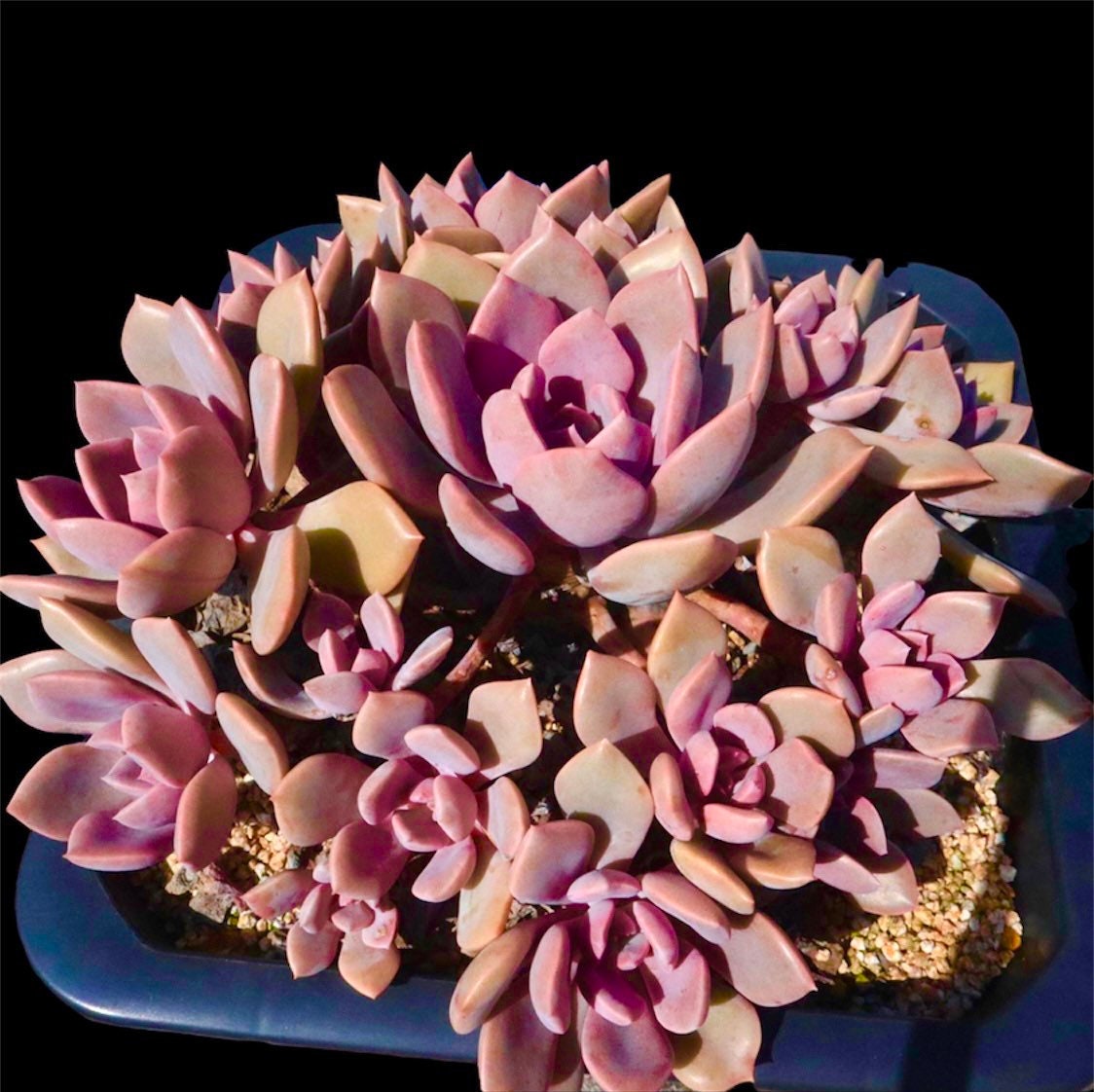 [Series] Graptoveria Succulents – 2" Pots (2 Varieties)