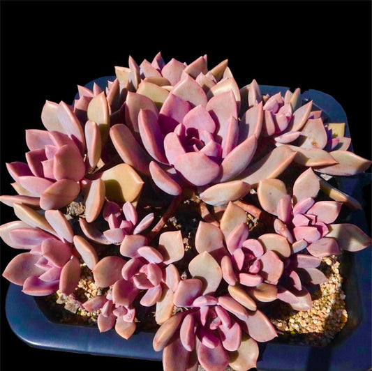 [Series] Graptoveria Succulents – 2" Pots (2 Varieties)