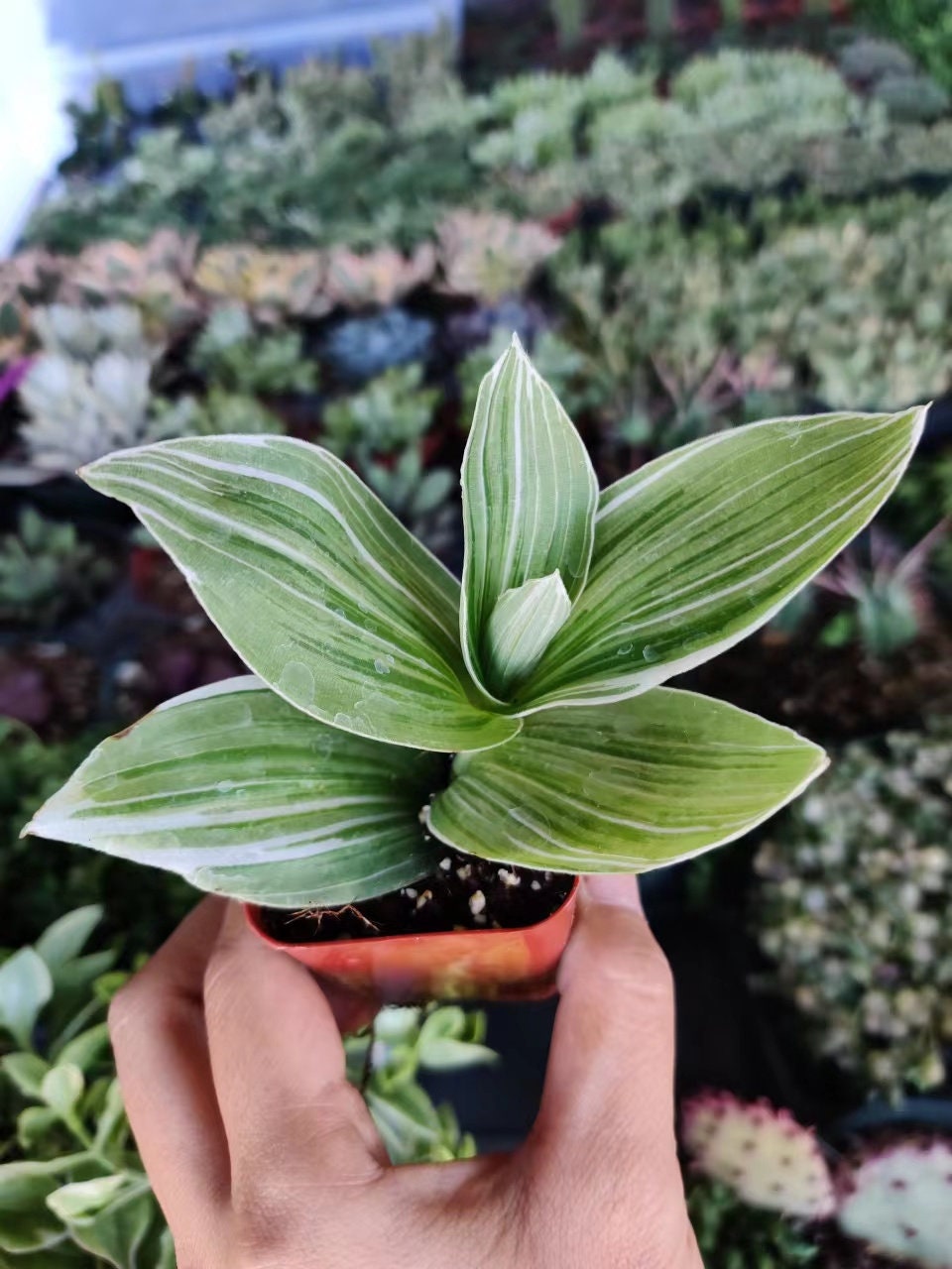 2"pot Tradescantia Albiflora Albovitatta