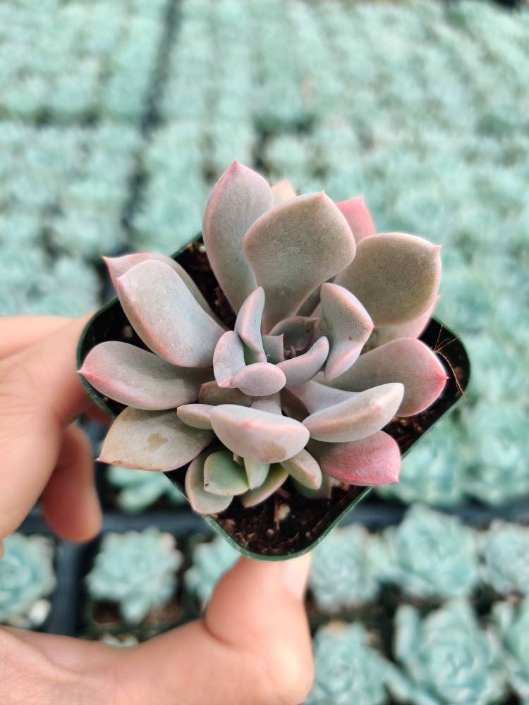 2”pot 4"pot Succulent Plants Graptoveria Debbie