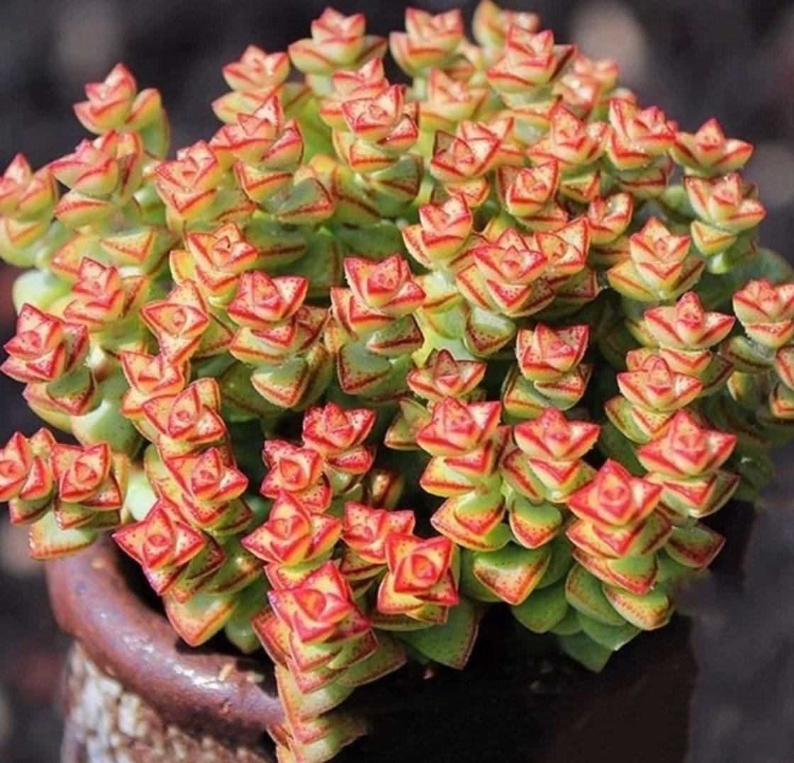 2” pot succulent Plants Crassula Tom Thumb