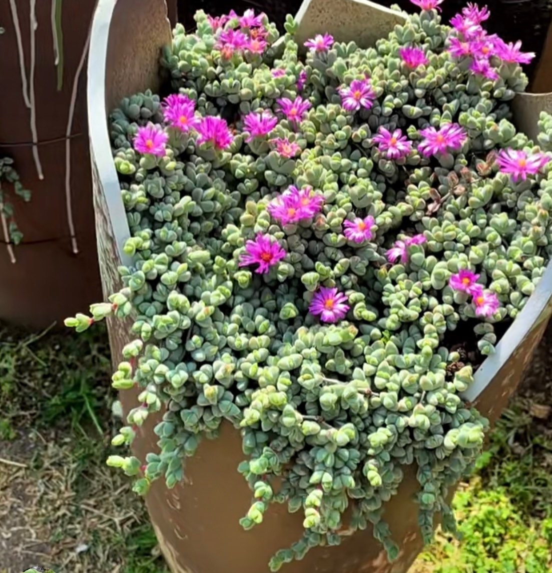 2"&4” pot Succulents Corpuscularia Lehmannii Ice Plant