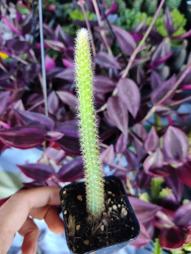 2”pot 4"pot Cactus Plants Rat Tail