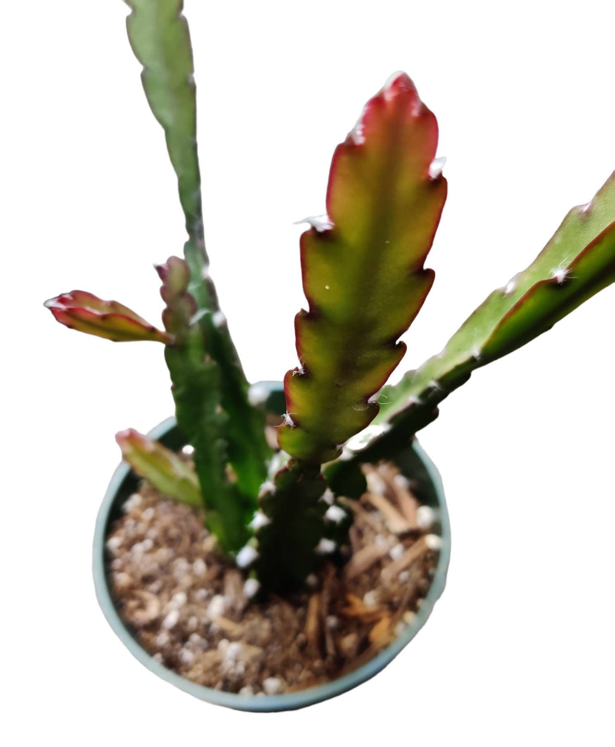 4"pot Lepismium cruciforme Hurricane Cactus