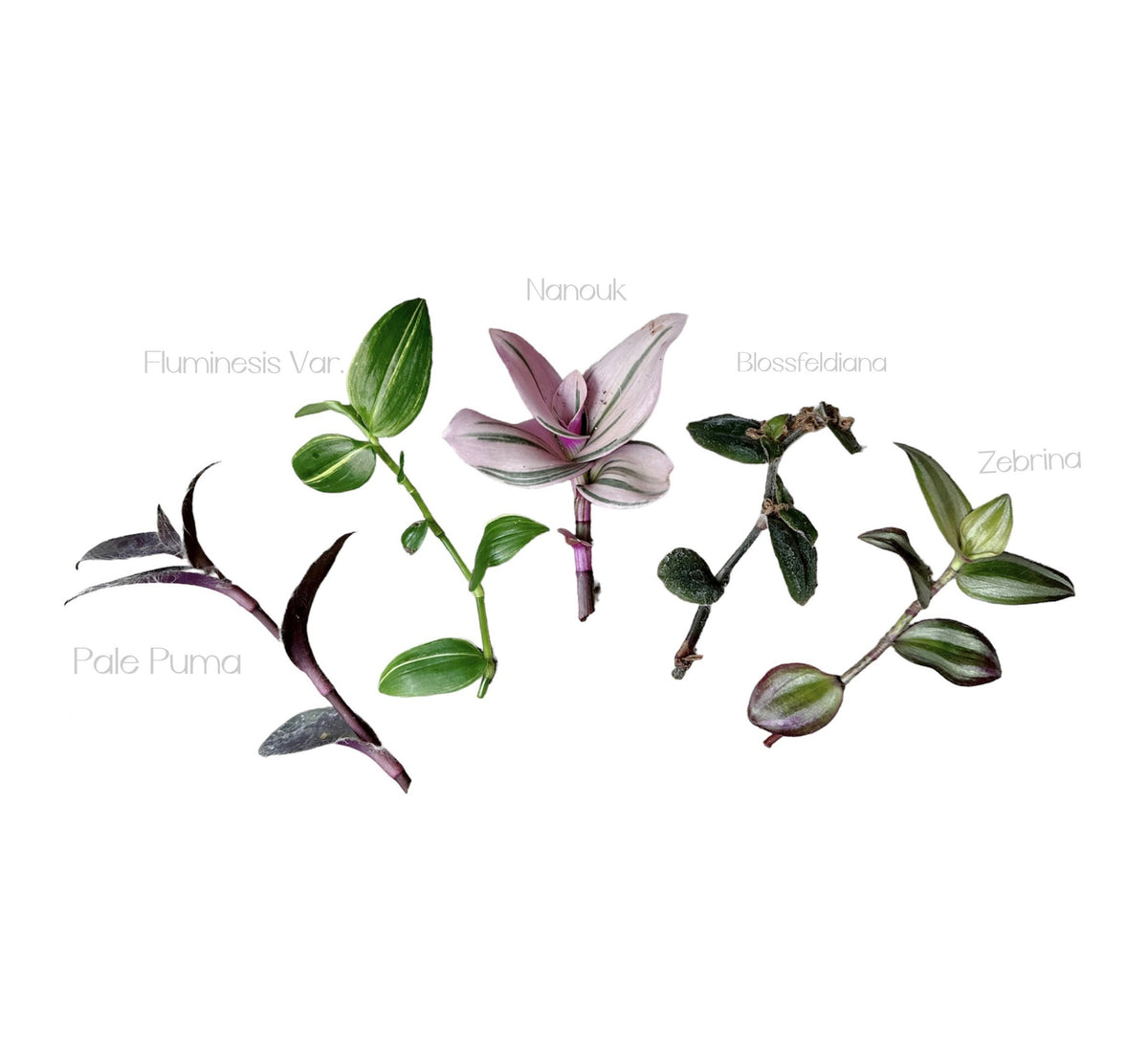 Wandering Jew Leave cutting Tradescantia/Callisia