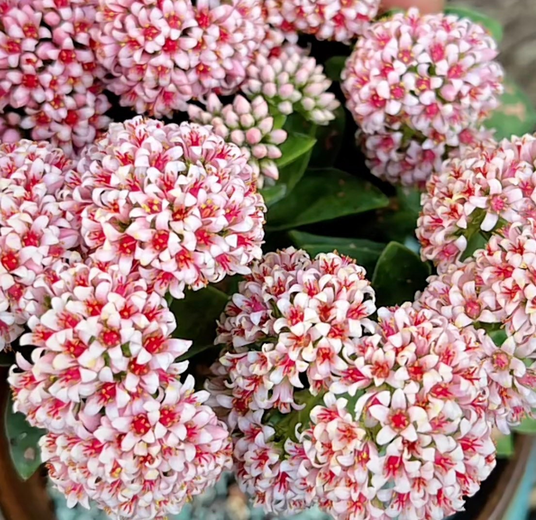 4”pot succulents Plants Crassula 'Spring time'
