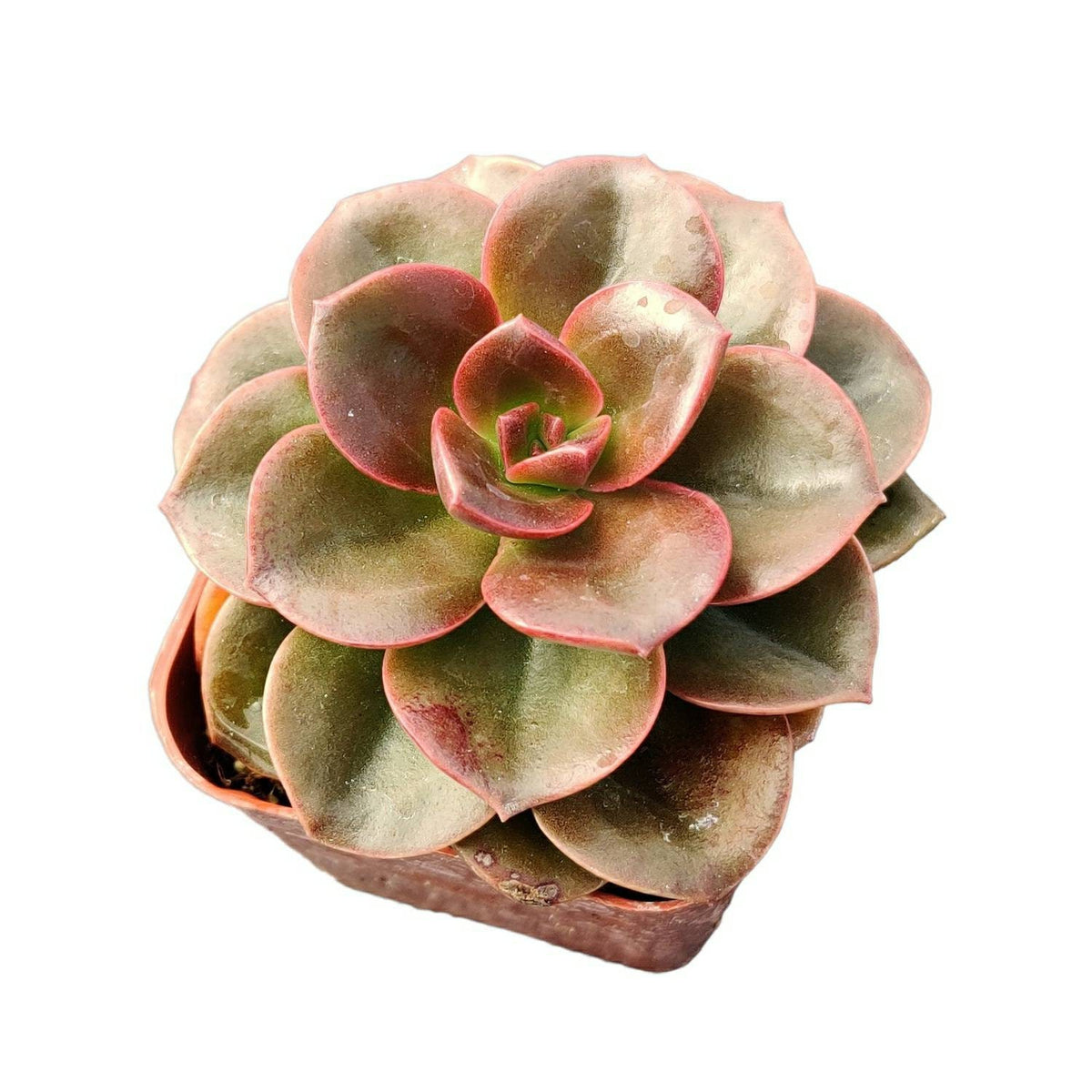 2” pot 4"pot succulents Plants Echeveria Melaco