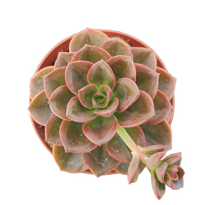 2” pot 4"pot succulents Plants Echeveria Melaco