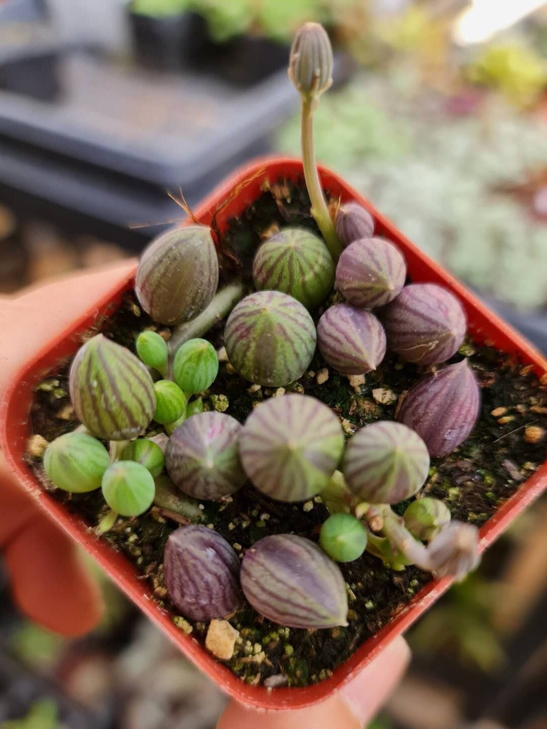 2"pot Succulent Plants String of Watermelons rooted