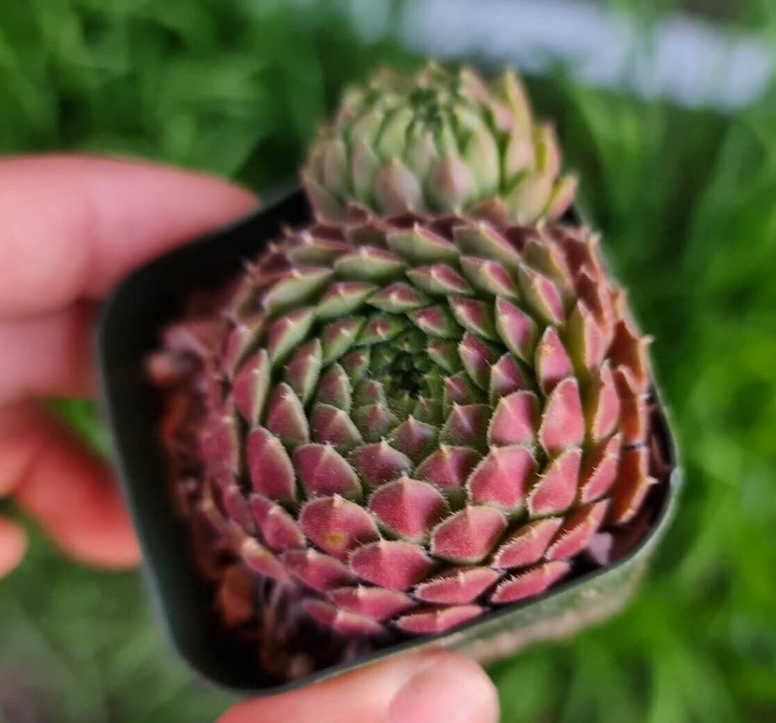 2" pot Succulent plant Sempervivum Spring Beauty
