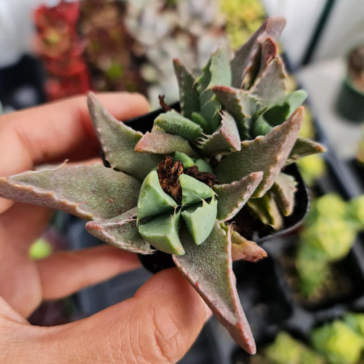 2" pot Faucaria tigrina