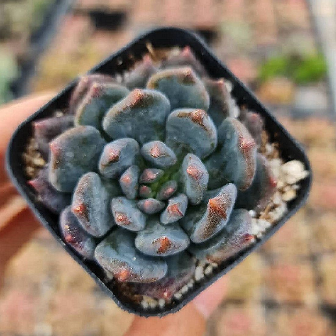 2” pot Sedeveria Dark Elf