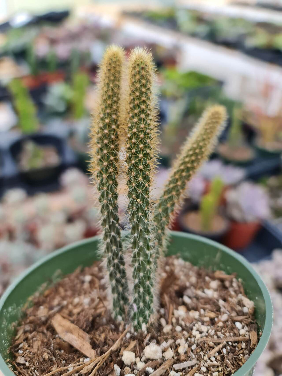 2”pot 4"pot Cactus Plants Rat Tail