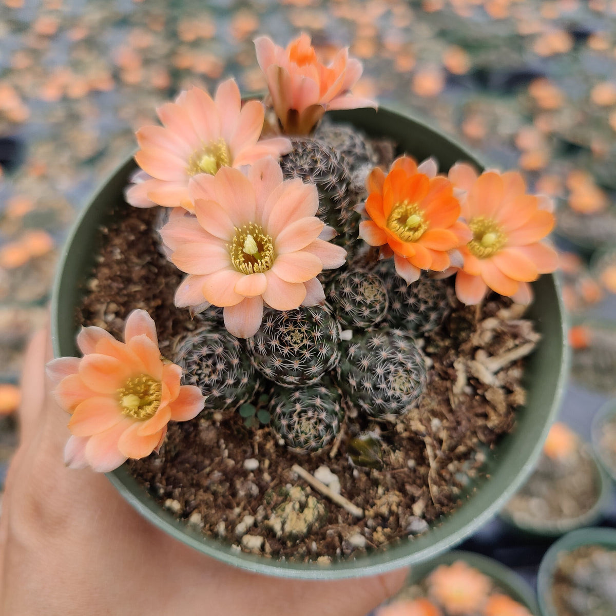 4”pot Live  Cactus plant Rebutia sp. cactus