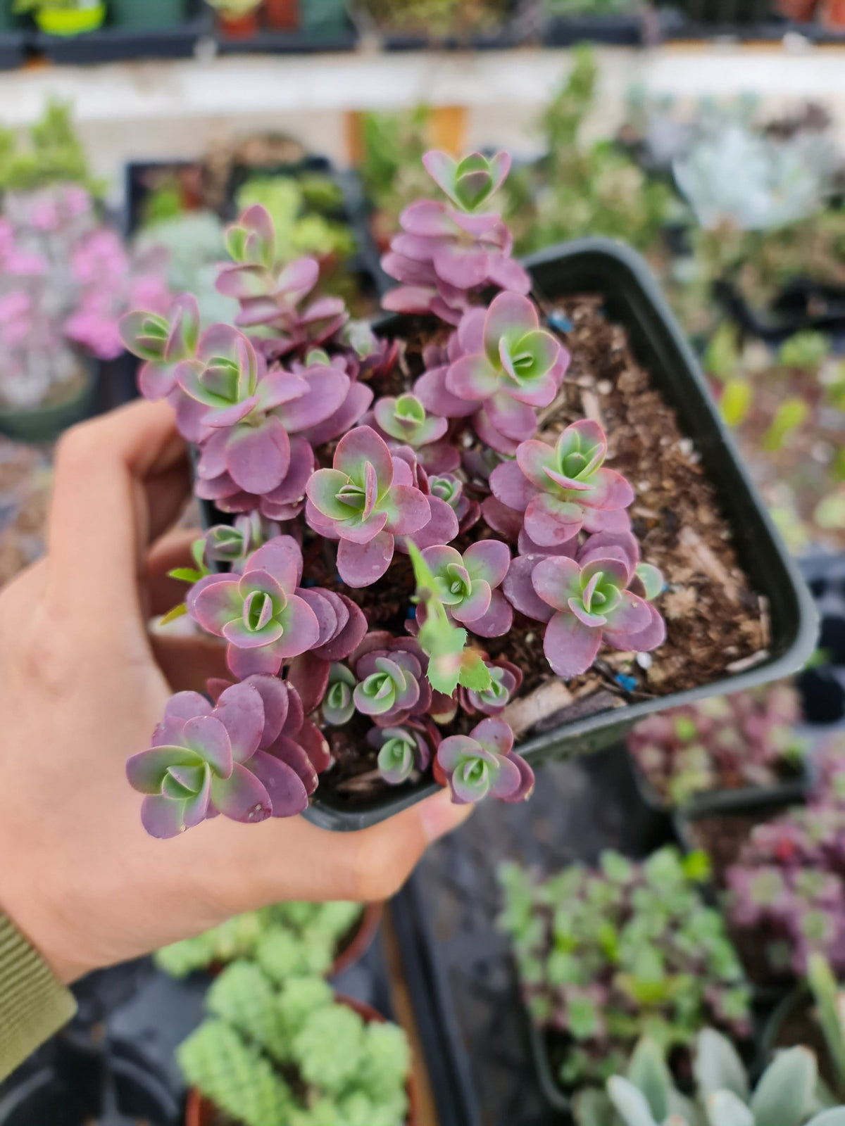 4”pot Succulent plant Sedum Firecracker