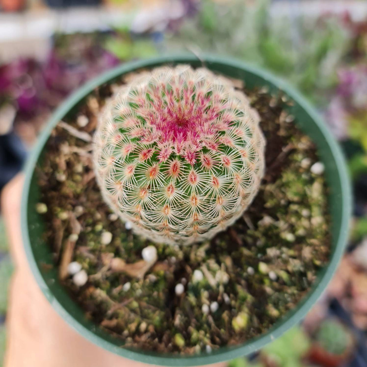 4”pot Rainbow Hedgehog Cactus (Echinocereus rigidissimus)