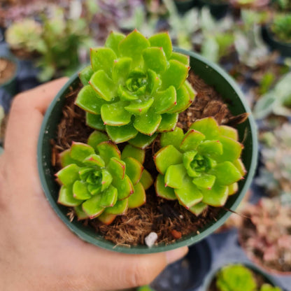 2” pot 4”pot succulent Plant Sedeveria Letizia