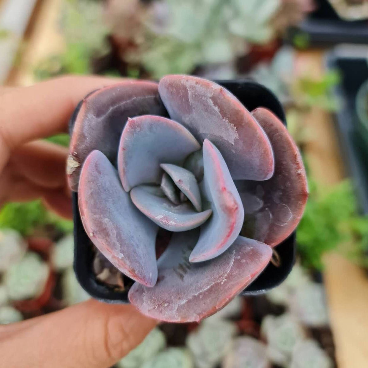 2” pot Echeveria dusty rose