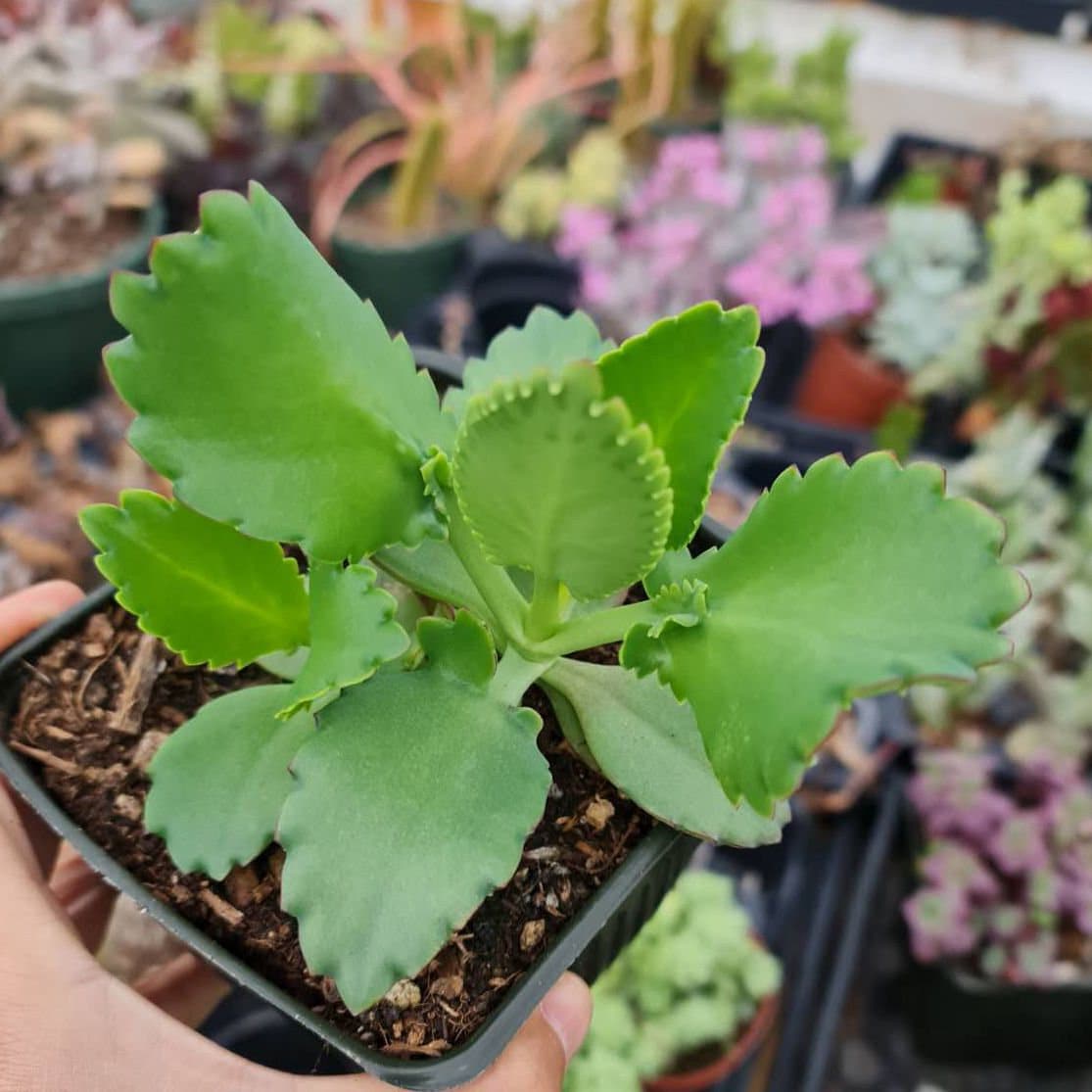 4”pot Kalanchoe Mother of Thousands