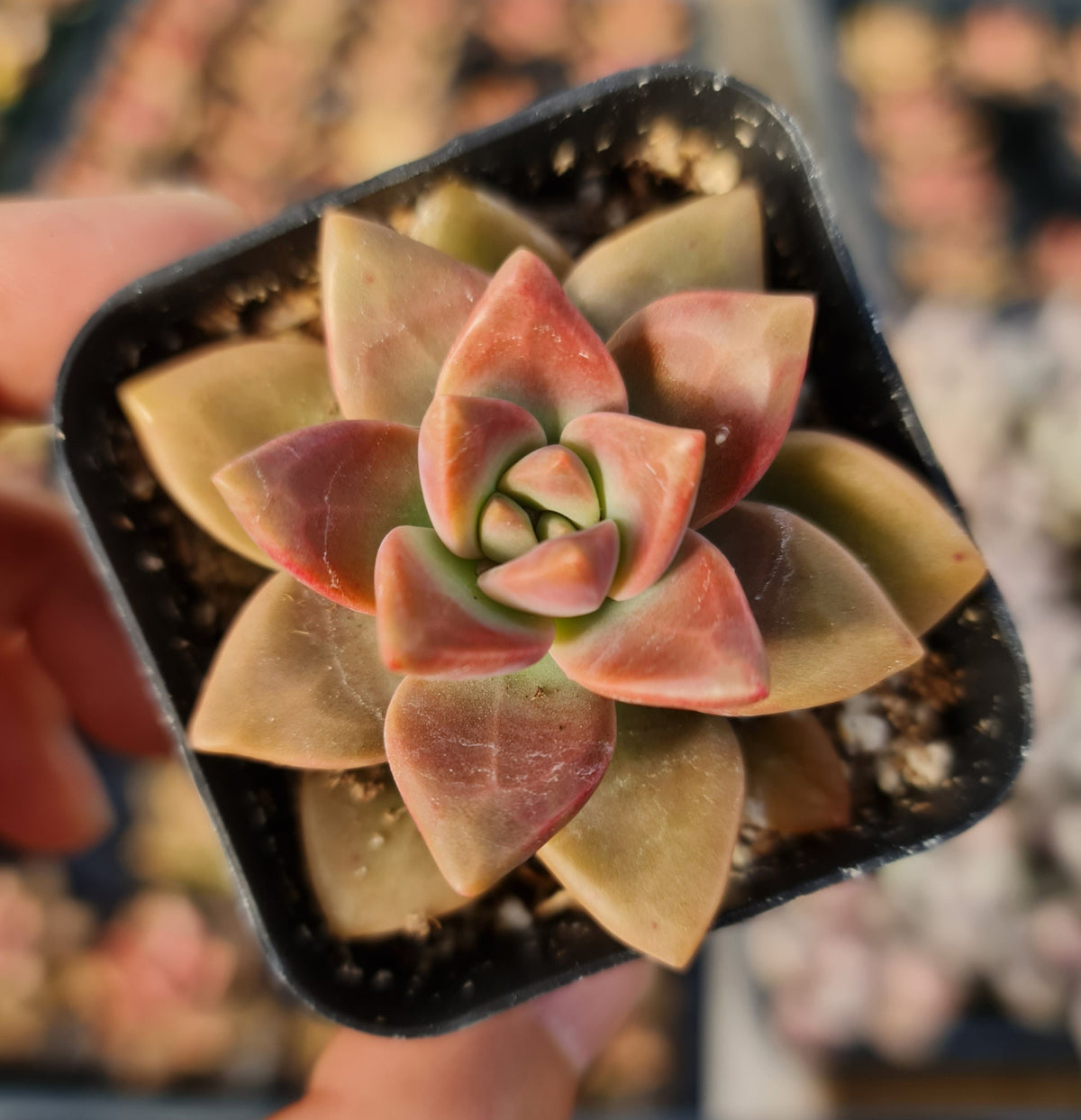 2”pot 4"pot Succulent Plants   California Sunset