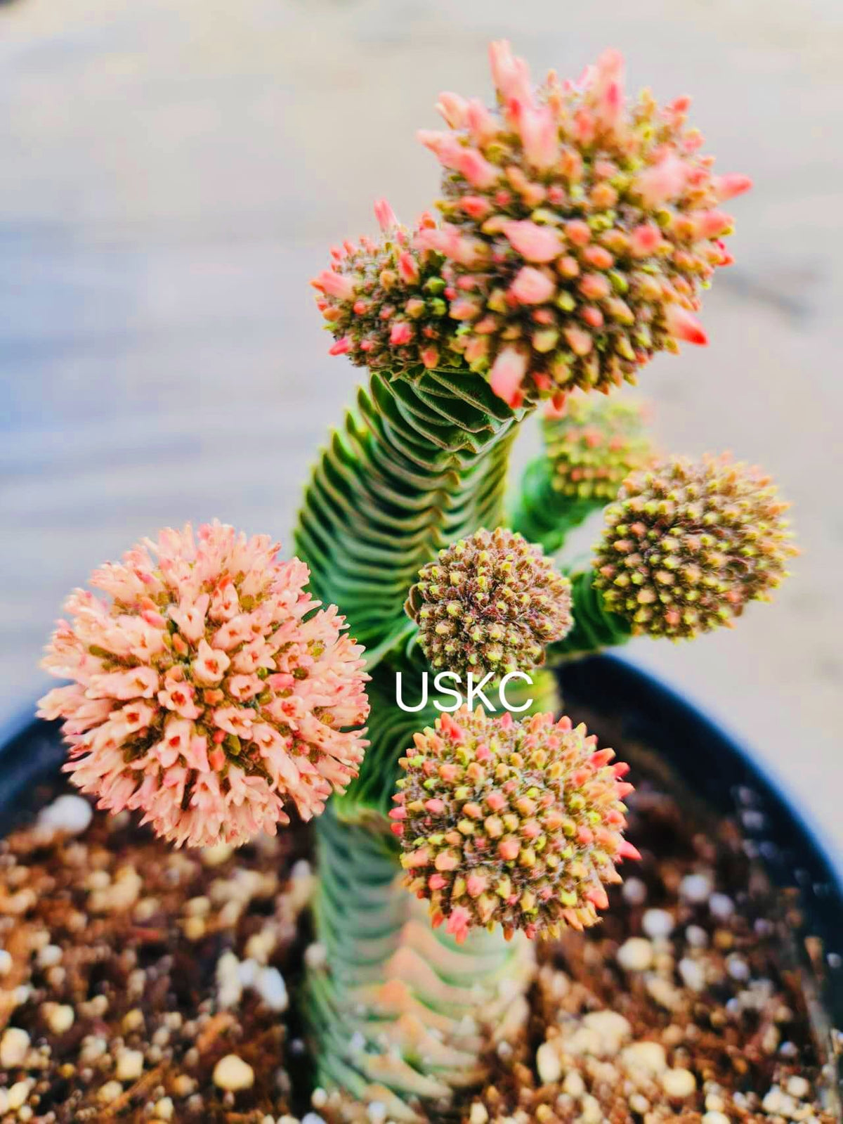 2" pot Rare Succulents Plants Buddha Temple