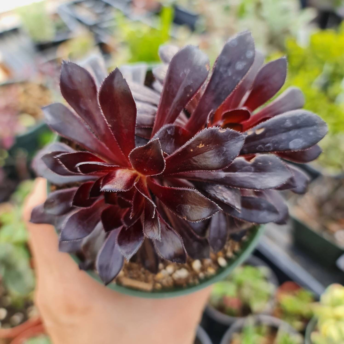 2"pot 4” pot Succulent Plants  Aeonium arboreum-Zwartkop