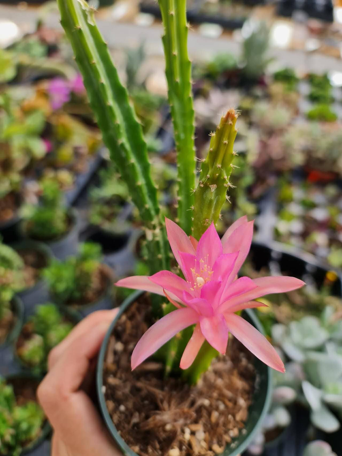 No root cuttings/2"pot 4"pot  Cactus Aporophyllum Edna Bellamy