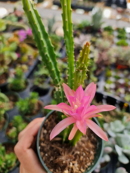 No root cuttings/2"pot 4"pot  Cactus Aporophyllum Edna Bellamy