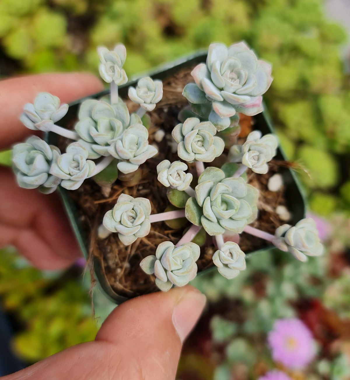[Series] Sedum Succulents – 2" Pots (8 Varieties)