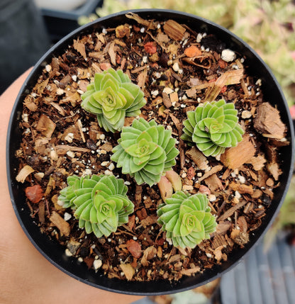 2"pot 4"pot Succulent Plants Crassula Estagnol Spiralis