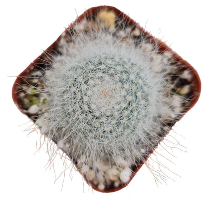 2"pot 4"pot Mammillaria Haniana Old Lady Cactus