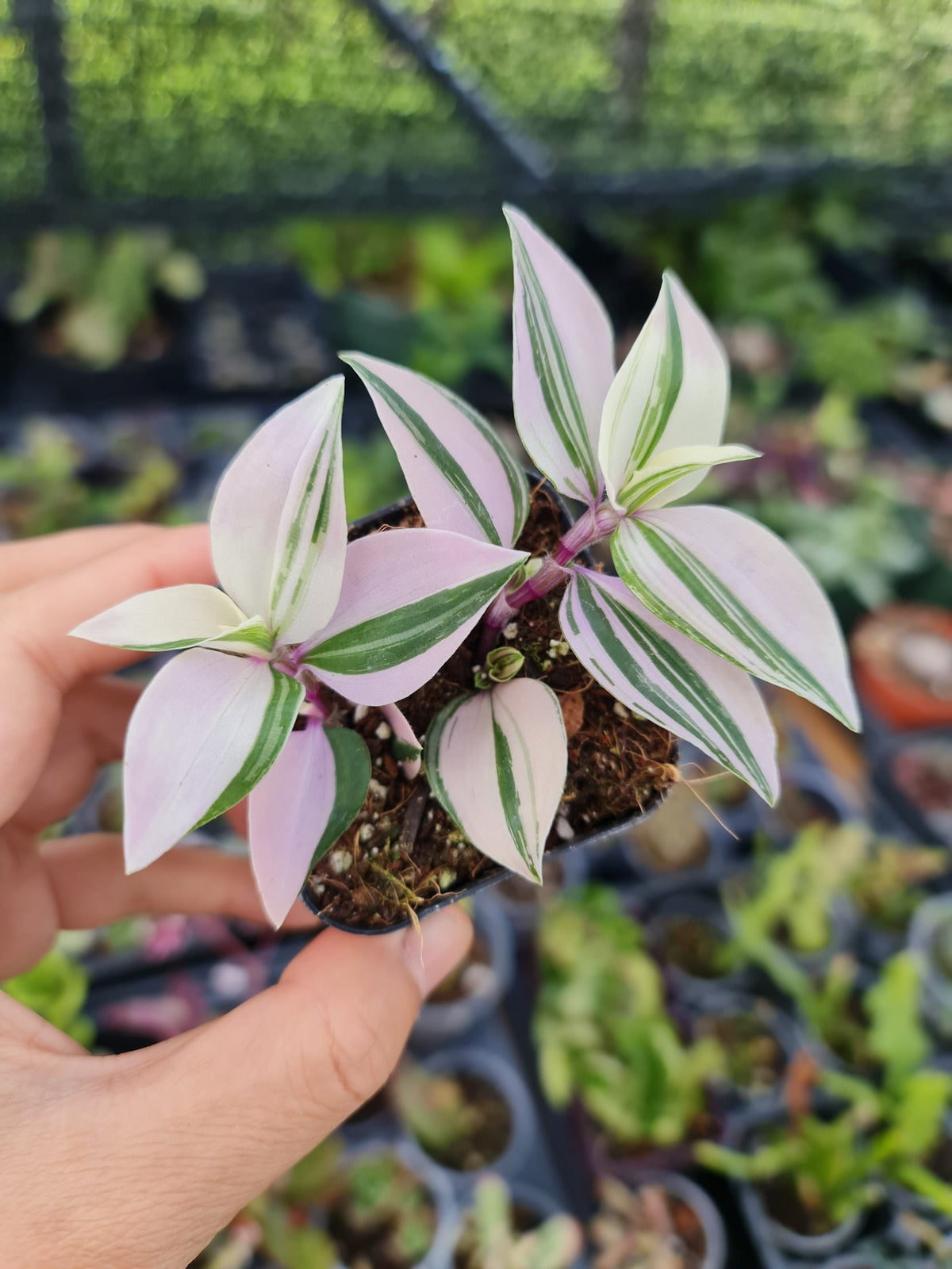 2"pot Live Rare Houseplant Indoor Plant Wandering Jew Tricolor Tradescantia Albiflora Rainbow