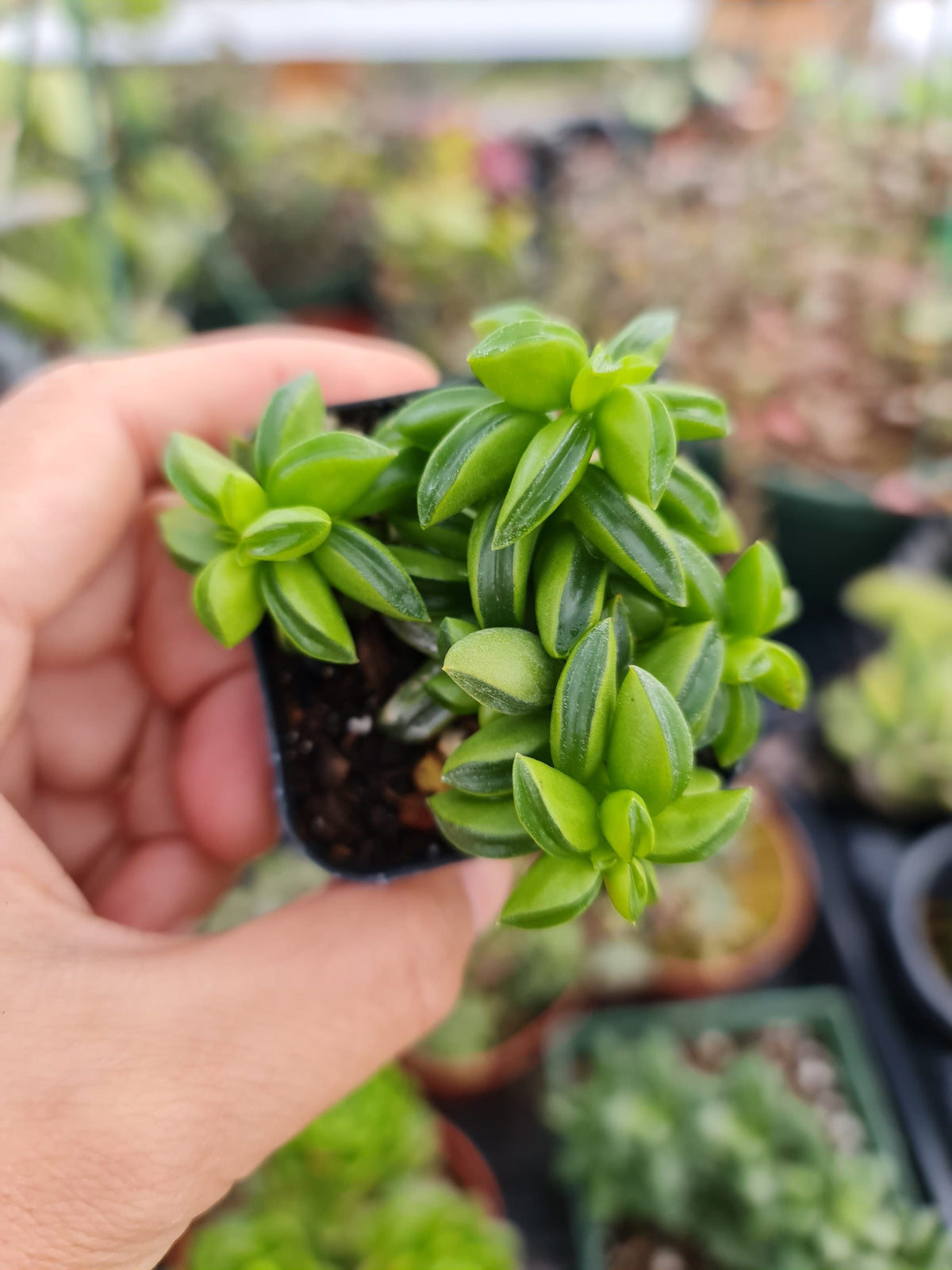 2” pot   Peperomia Axillaris